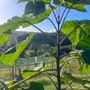 Boman sostiene la Paulownia in un importante progetto di agricoltura rigenerativa