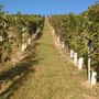 Vendemmia 2026: il Consorzio Barbera d'Asti e Vini del Monferrato richiama l'attenzione degli Stati Generali sul futuro della filiera Vendemmia 2026: il Consorzio Barbera d'Asti e Vini del Monferrato richiama l'attenzione degli Stati Generali sul futuro della filiera