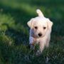 Cani e benessere: a Luserna San Giovanni un evento per la salute animale e la solidarietà