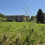 Il pericolo dell’estinzione e le storia di Umanimali al Bosco Urbano Partecipato di Pinerolo