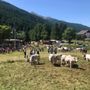 Pragelato è pronta per eleggere le nuove ‘Miss Mucca’ e ‘Miss Manza’