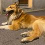 Smarrito un cane collie nella zona di Bibiana