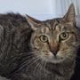 Smarrito un gatto anziano e malato: “Non può sopravvivere da solo”