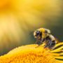 Foto di Dmitry Grigoriev - tramite Unsplash