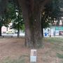 La targa davanti al cedro piantato da Nora Pons