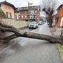 Albero cade e blocca via Cavour a Luserna San Giovanni