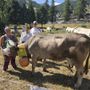 La cinquina del Grand Puy a Miss Mucca a Pragelato La cinquina del Grand Puy a Miss Mucca a Pragelato
