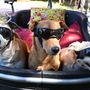 Red carpet a quattro zampe: Pinerolo celebra i cani più simpatici e premia il più coraggioso