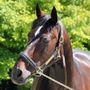 Addio a Varenne, il cavallo più vincente della storia dell'ippica (foto di Piero Grella) Addio a Varenne, il cavallo più vincente della storia dell'ippica (foto di Piero Grella)