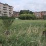 Il Bosco urbano partecipato di Pinerolo ora diventa un’eredità Il Bosco urbano partecipato di Pinerolo ora diventa un’eredità