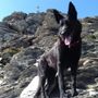Una vita val bene una pallina: le imprese di Giselle, cane da salvataggio Una vita val bene una pallina: le imprese di Giselle, cane da salvataggio
