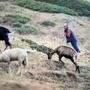 I lupi abbattono una manza di oltre 400 chili in alta Val Chisone: allevatori esasperati