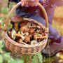A Giaveno attivato il servizio micologico per i cercatori di funghi