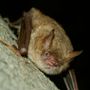 “Bat Night” a Carignano: pipistrelli protagonisti di una serata sotto le stelle