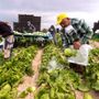 &quot;Il Piemonte può essere modello contro lo sfruttamento lavorativo”