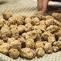 Tartufo: parte la stagione in Piemonte, 22 fiere e oltre 300 mila euro per tutelare le piante produttive