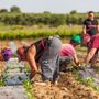 Commissione Legalità: al via il gruppo di lavoro sullo sfruttamento lavorativo
