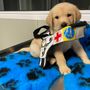 Raccolta fondi per un cane guida