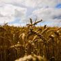 Grano, Coldiretti Piemonte-: &quot;Prospettive di buona qualità e incremento superfici&quot;