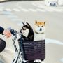 Preparare il cane per i viaggi: consigli per salute e sicurezza