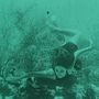 Wonder of sea