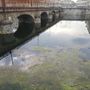 Alghe e rifiuti accumulati: gli operai puliscono il fiume Po