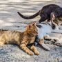 A Mirafiori Sud i gatti cercano volontari: basta un’ora (e tanto amore)