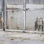Canile di Torino pieno, arrivano 3 milioni per l'ampliamento