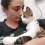 Nala, la gattina tornata a camminare
