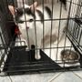 Il gattino Lino