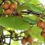 Clima, Coldiretti Piemonte: &quot;Il caldo anomalo sta compromettendo fortemente la coltivazione del Kiwi&quot;