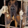 Animali denutriti, chiusi al buio tra escrementi e rifiuti: denunciata una donna a Coazze