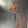 Il serpente del grano ritrovato a Torino