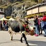 A Usseglio, tutto pronto per la Festa della transumanza e degli orti di montagna