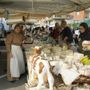 Festa Rurale del Cevrin di Coazze
