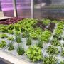 Ranking Shanghai 2026: UniTo nella Top 50 mondiale con Agricultural Sciences Ranking Shanghai 2026: UniTo nella Top 50 mondiale con Agricultural Sciences