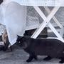 Un gattino è stato ritrovato ma ferito ad una zampa Un gattino è stato ritrovato ma ferito ad una zampa