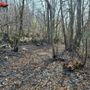 Cuorgnè, fa un falò per bruciare i rami e dà fuoco al bosco: denunciato dai Carabinieri