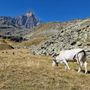 Montagna: dalla Regione 1,4 milioni di euro per sostenere gli agricoltori