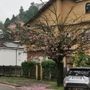 “Viale dei ciliegi” in difficoltà, metà degli alberi scomparsi a Cavoretto