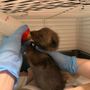 Emergenza cuccioli al centro animali di Grugliasco: finite le scorte di latte