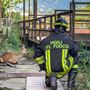 Il salvataggio del capriolo