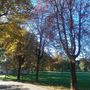 I primi trecento alberi in corso Francia, Tazzoli e Stati Uniti per rigenerare Torino con il verde. Obiettivo mille entro fine anno