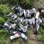 Strage colombi tra Caselle e Borgaro