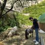 Fondazione AIEF inaugura la fattoria coi mini pony al Castello di Lucento