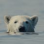 CinemAmbiente chiude alla Mole: trionfa “Nuisance Bear”