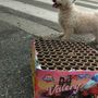 I resti dei petardi sparati in via Duino