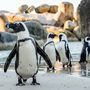 I pinguini “vedono” i suoni: studio di Unito svela una sorprendente capacità cognitiva