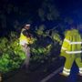 Alberi abbattuti, cassonetti rovesciati: il maltempo presenta il conto a Nichelino Alberi abbattuti, cassonetti rovesciati: il maltempo presenta il conto a Nichelino