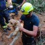 Il salvataggio dei due cagnolini Il salvataggio dei due cagnolini
